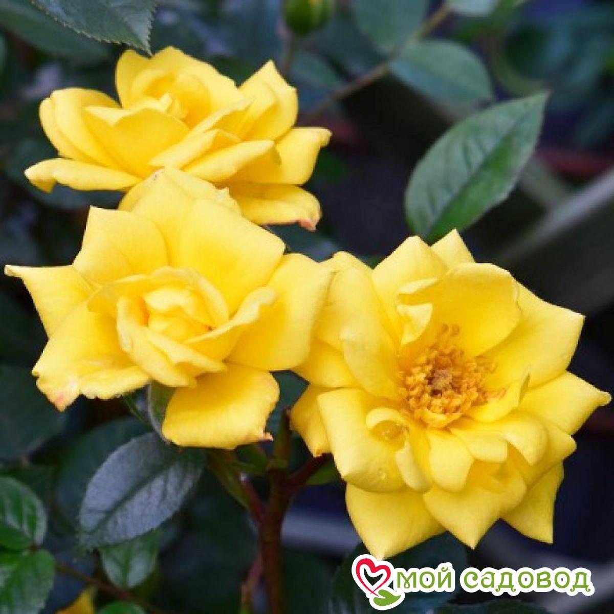 Роза Лаура Форд