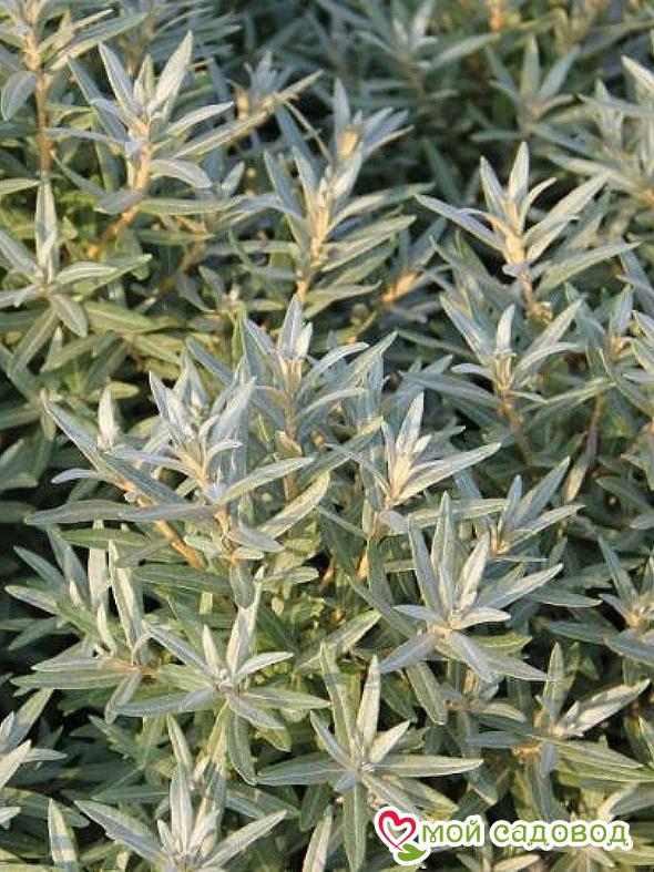 Облепиха мужская "Хикул" (до 150см)