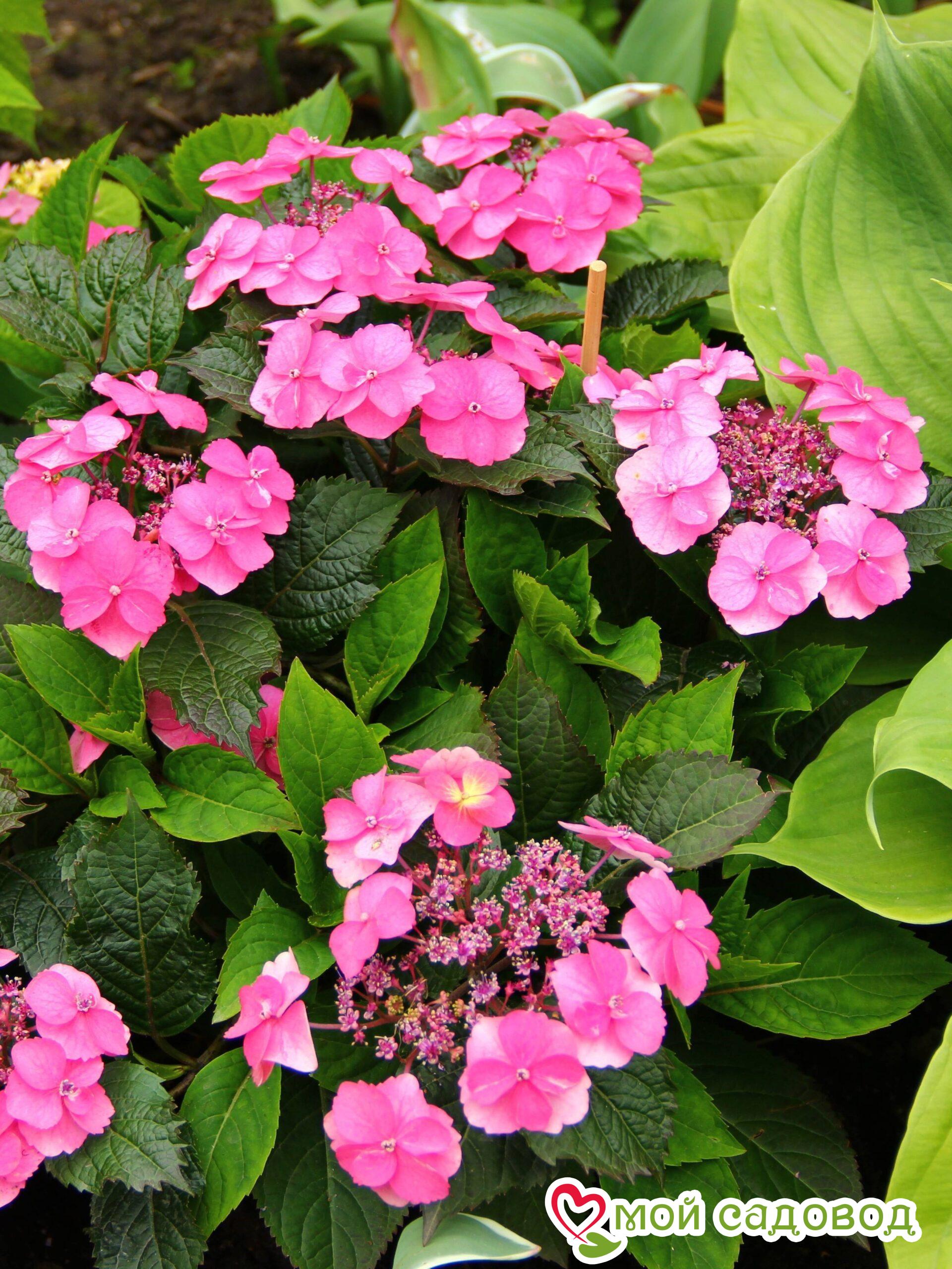 Гортензия крупнолистная Поп Стар Пинк ЗКС