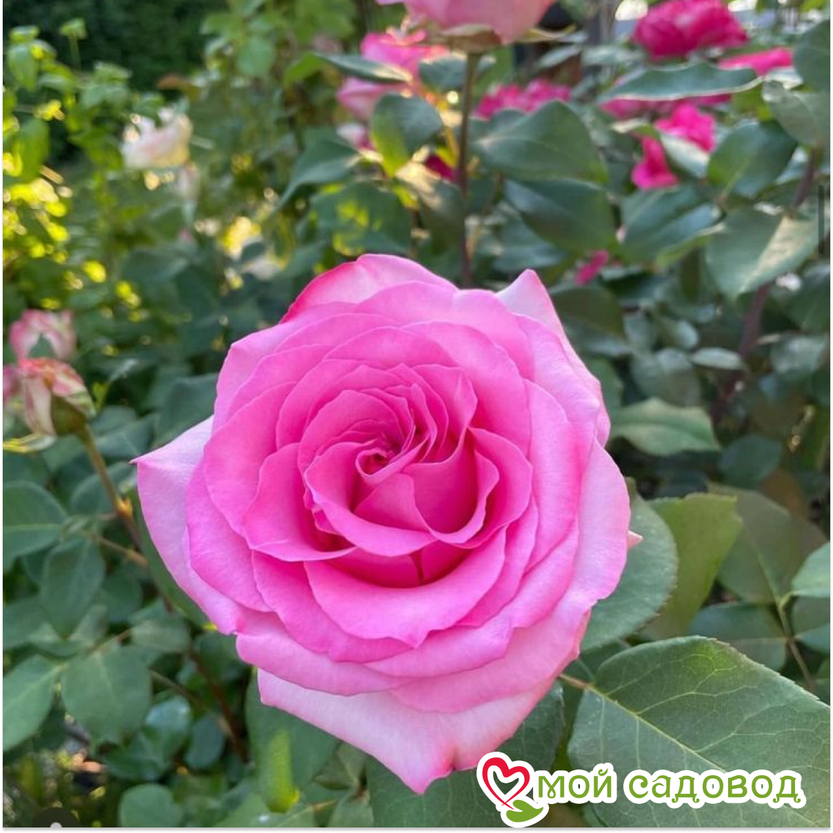 Роза Беверли чайно-гибридная