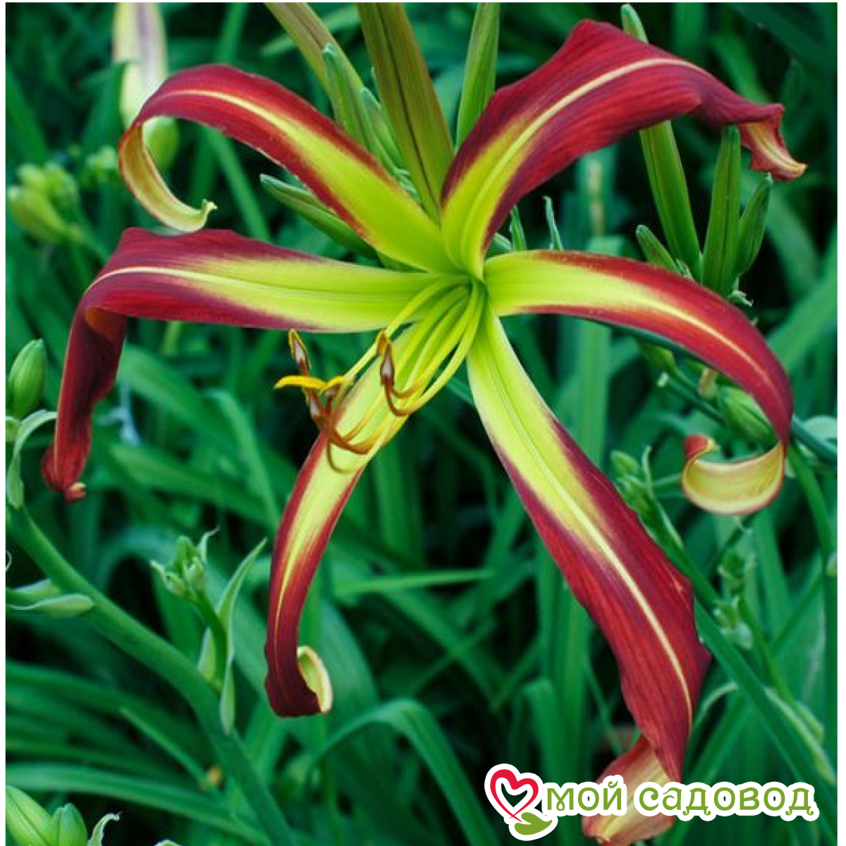 Лилия Висперин Пэтулзар