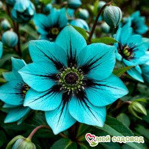 Морозник Симфонимя