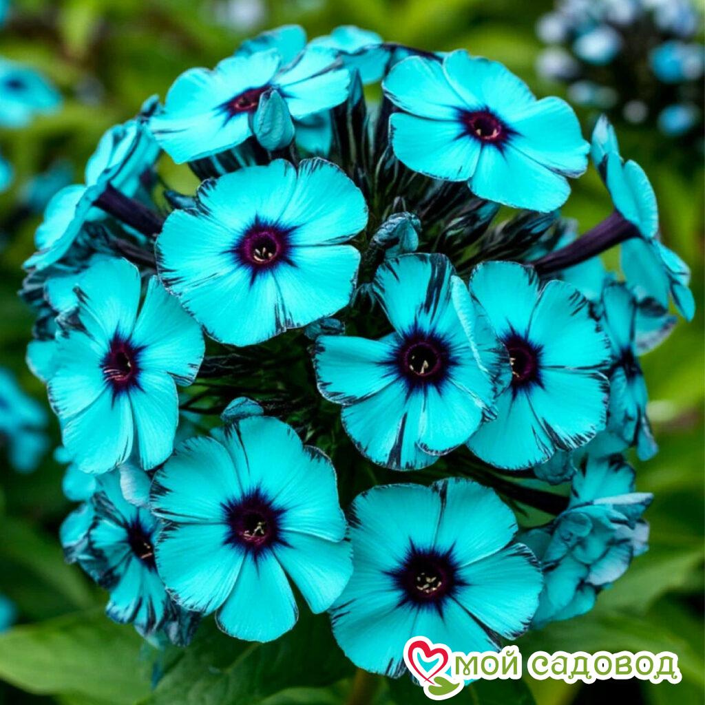 Флокс Вуди Прайд