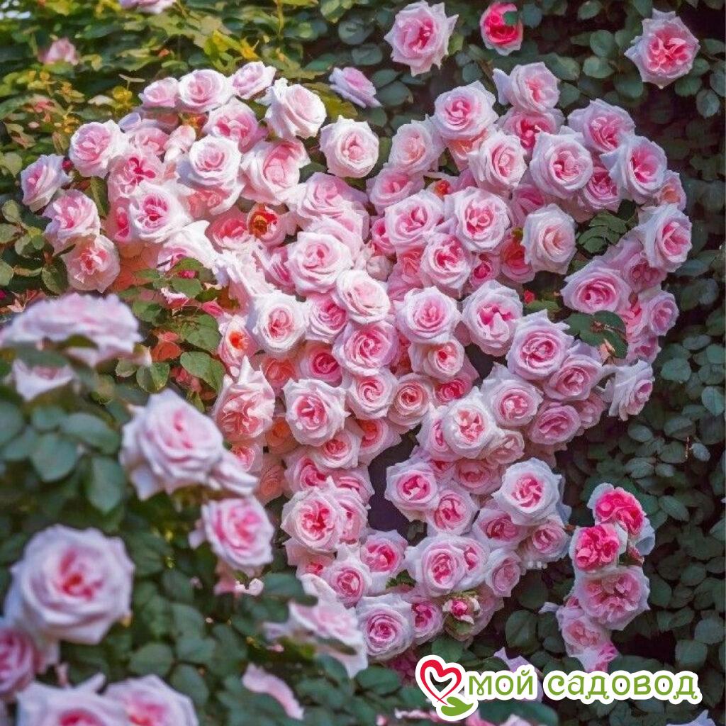 Роза плетистая Розовый Свет