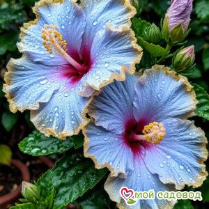 Гибискус Небесный Лотос