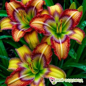 Лилейник Хром Эффект