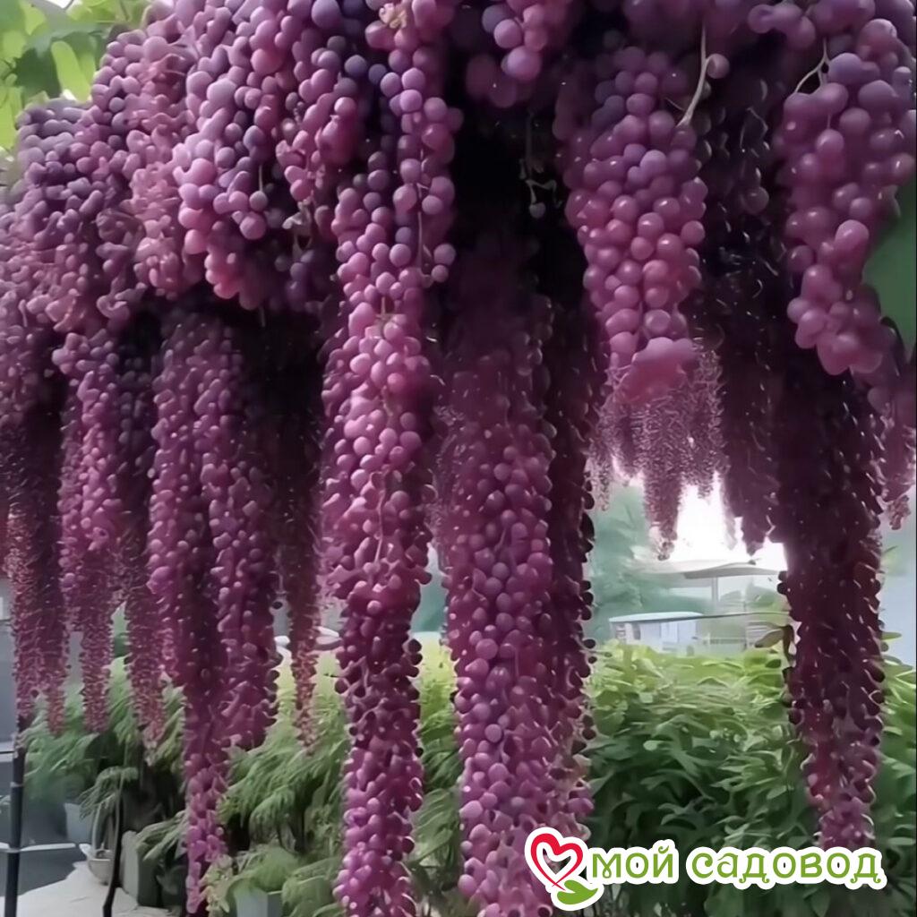 Виноград Мирабель