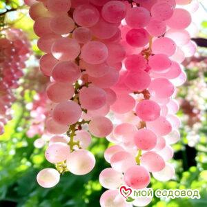 Виноград Джулия Ванд