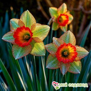 Нарцисс Небулус