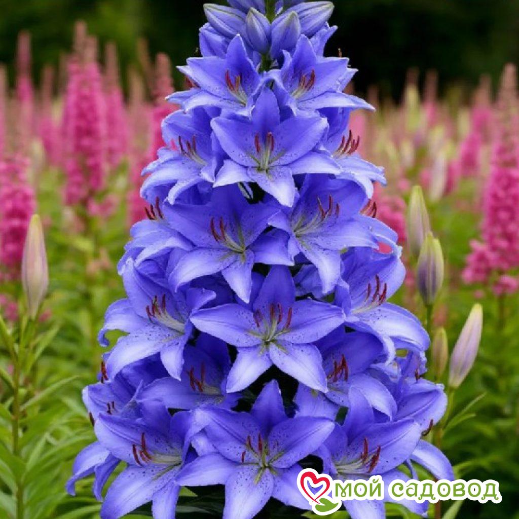 Лилия Пирамидальная Джентл Пач