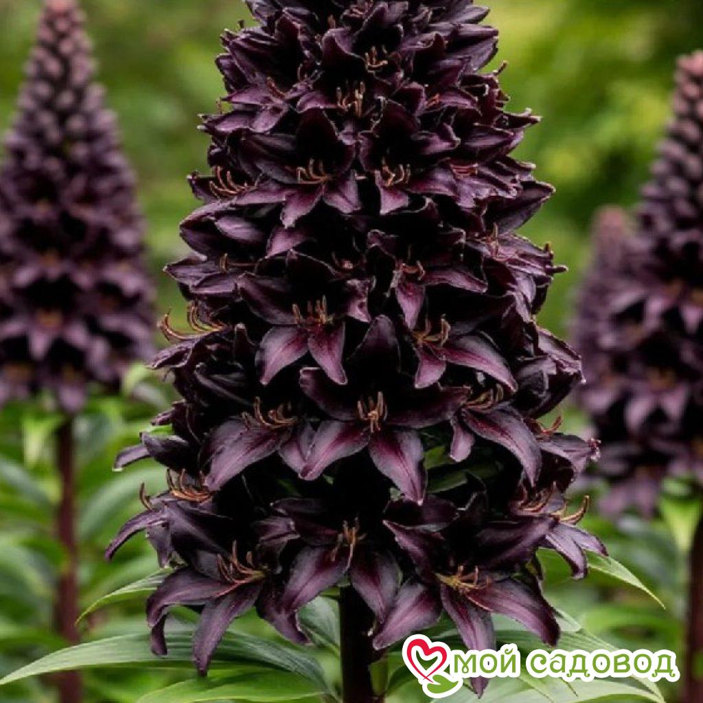 Лилия Рур Мист