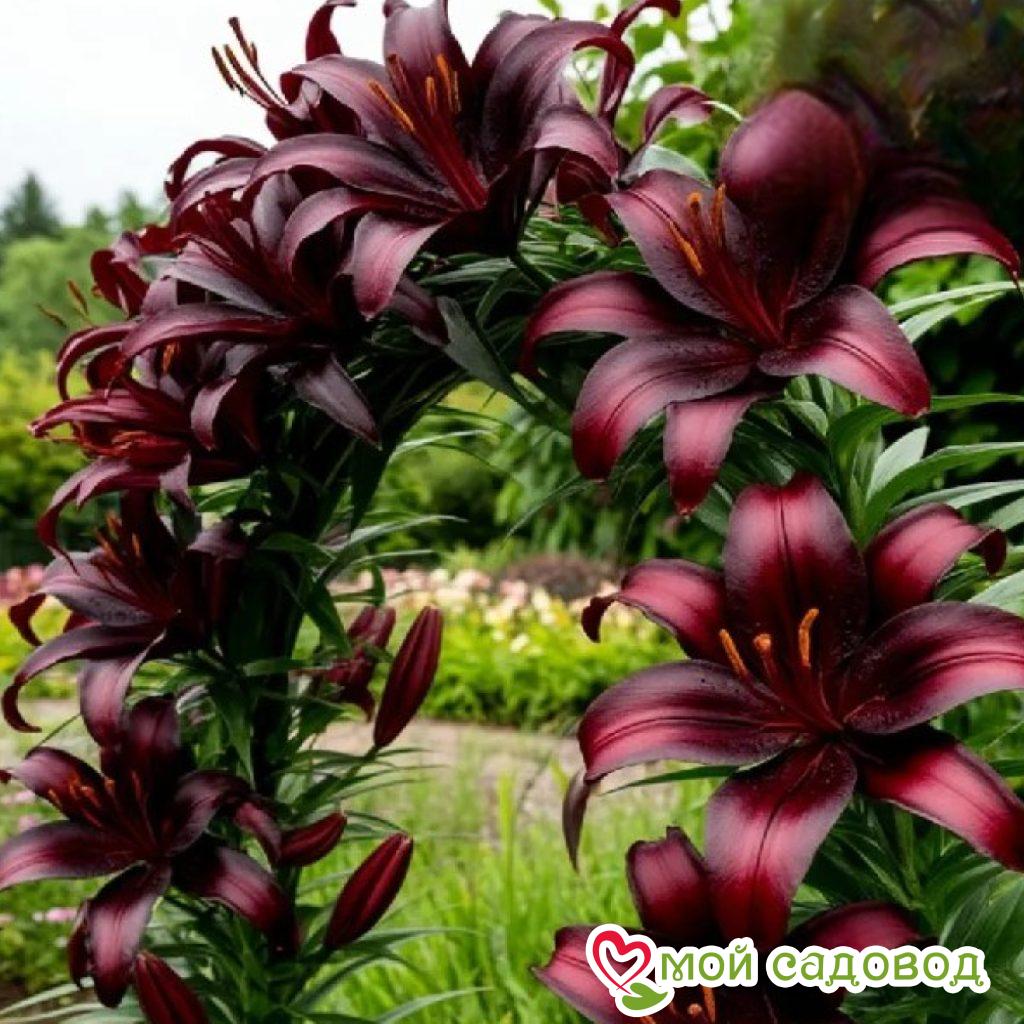 Лилия вьющаяся Атакама