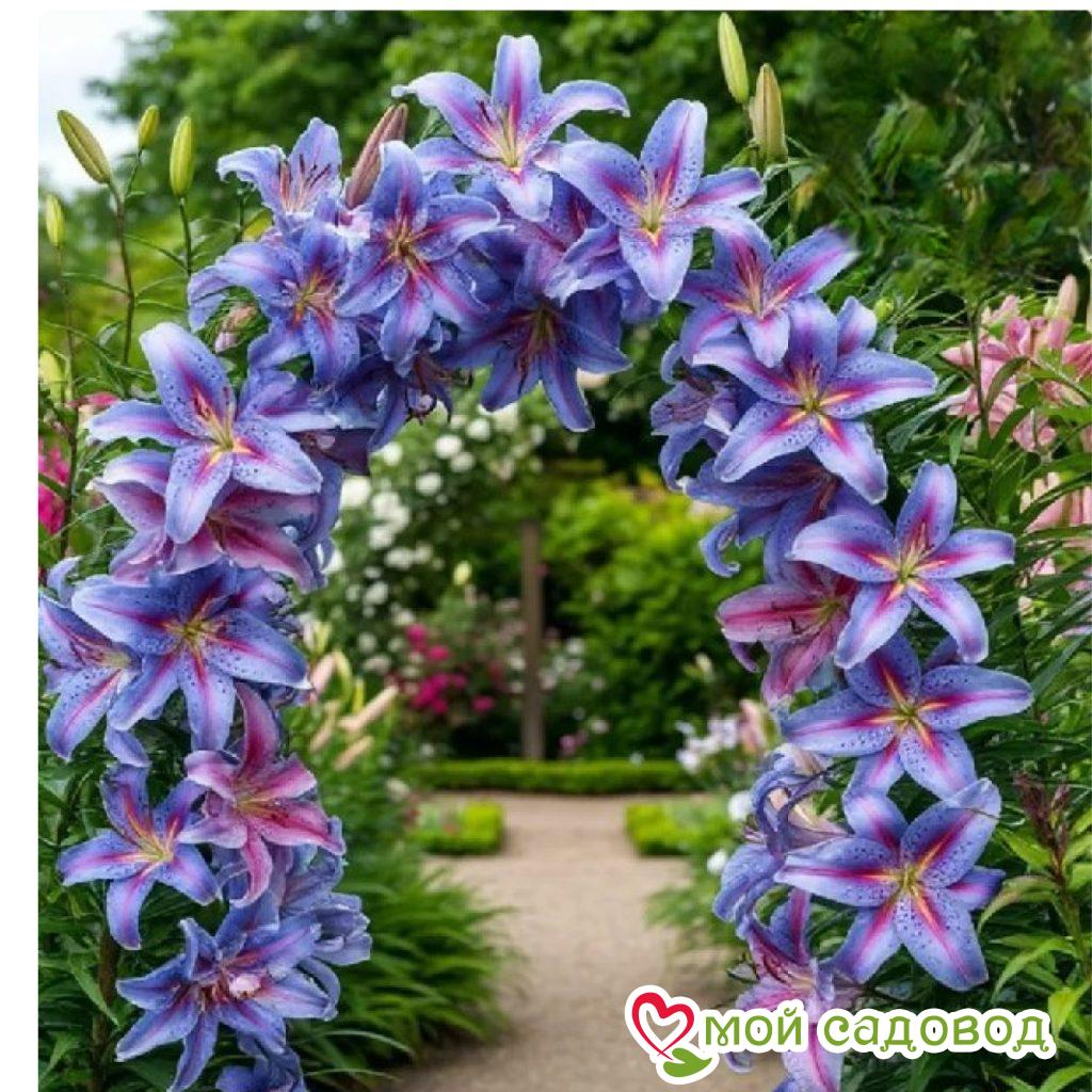 Лилия вьющаяся Маджестик Льюис