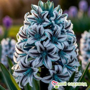 Гиацинт Руна