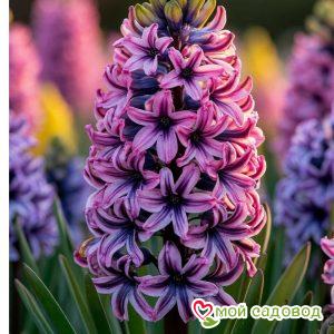 Гиацинт Розовый Закат